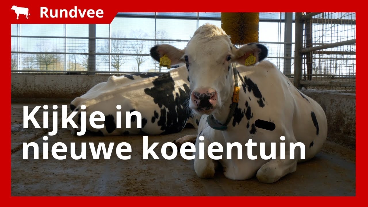 Nieuwe koeientuin gebouwd om koecomfort te vergroten