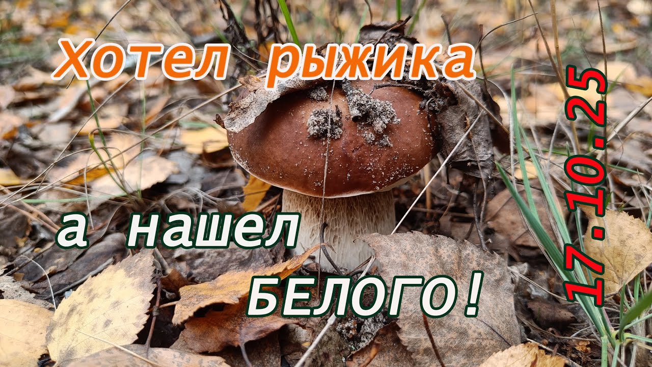 Грибы октября. Хотел найти рыжика, а нашел БЕЛОГО! Лес 17.10.25