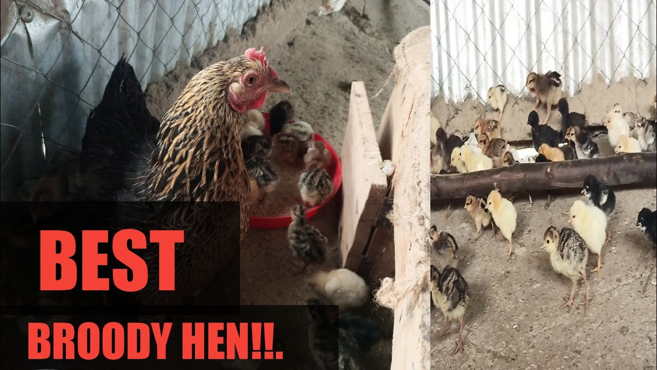 KNOW THIS BEFORE STARTING LOCAL CHICKENS!!.