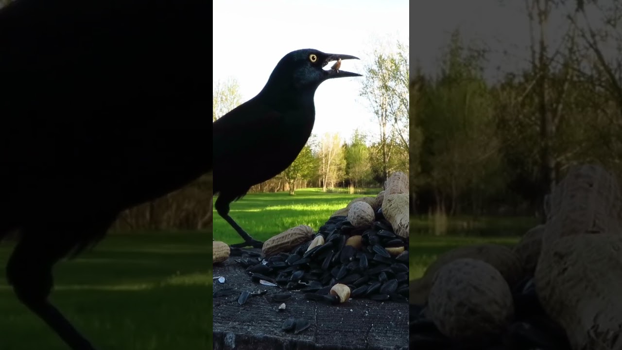 Grackles stop by for peanuts on a spring evening
