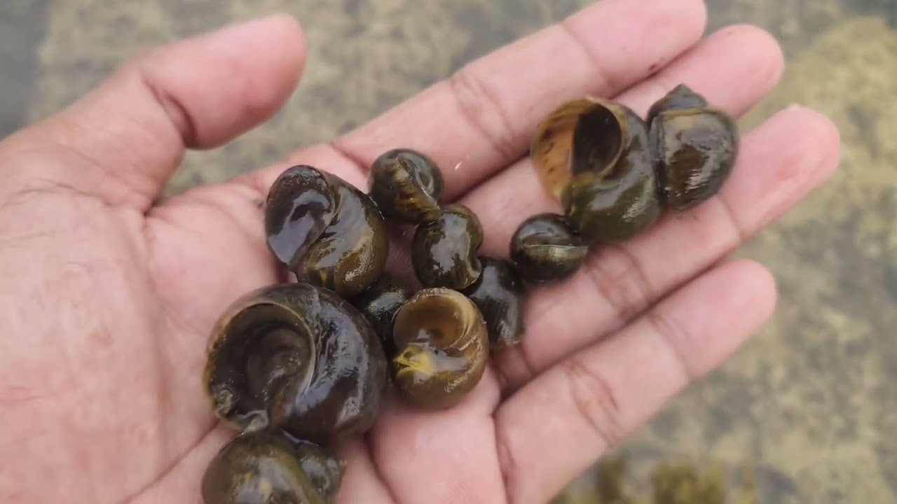 BERBURU KEONG DI RUMAH