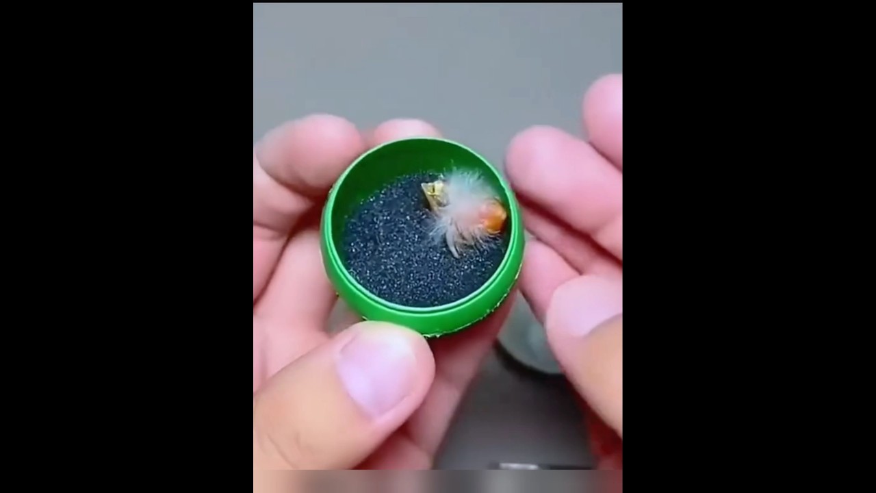 A little bird came out of a little egg short video #shorts