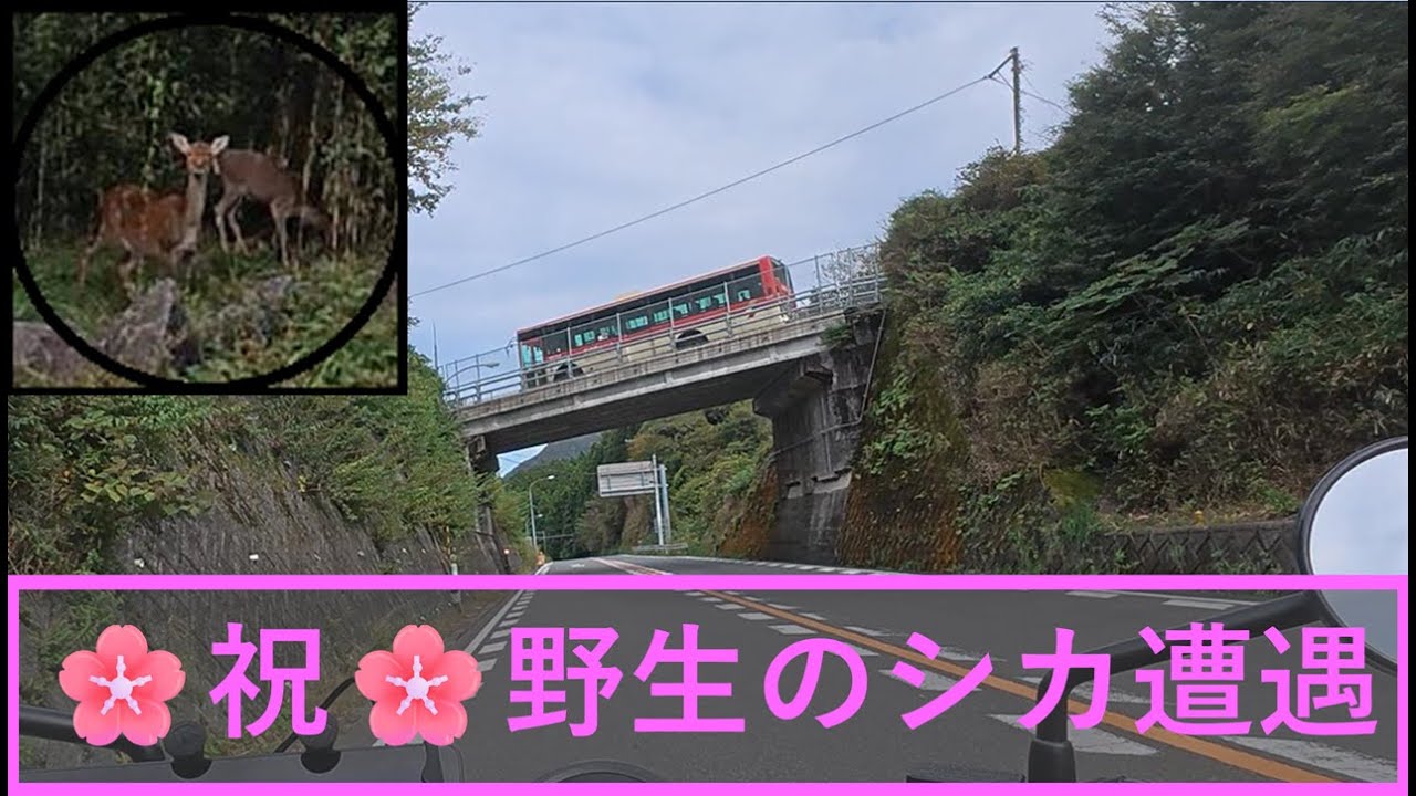 スカイライン３杯目ェ！富士山SL→箱根SL→芦ノ湖SL【レブル250】