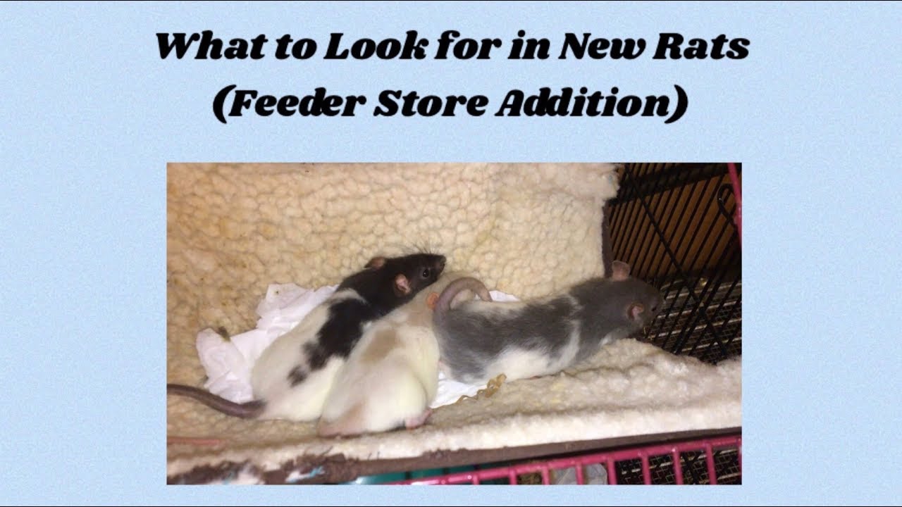 На что обратить внимание при выборе новой крысы (издание Feeder Rat)