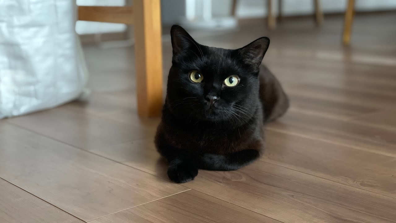 にゃーと鳴く黒猫🐱
