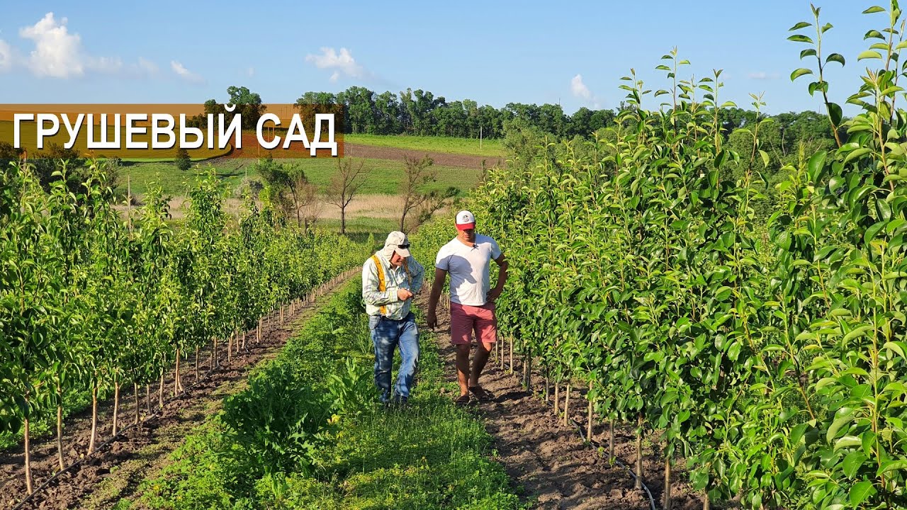 Грушевый сад. Сорт Любимица Клаппа. Гектар груш для пенсионера. Фермерское хозяйство Василе Берзой.