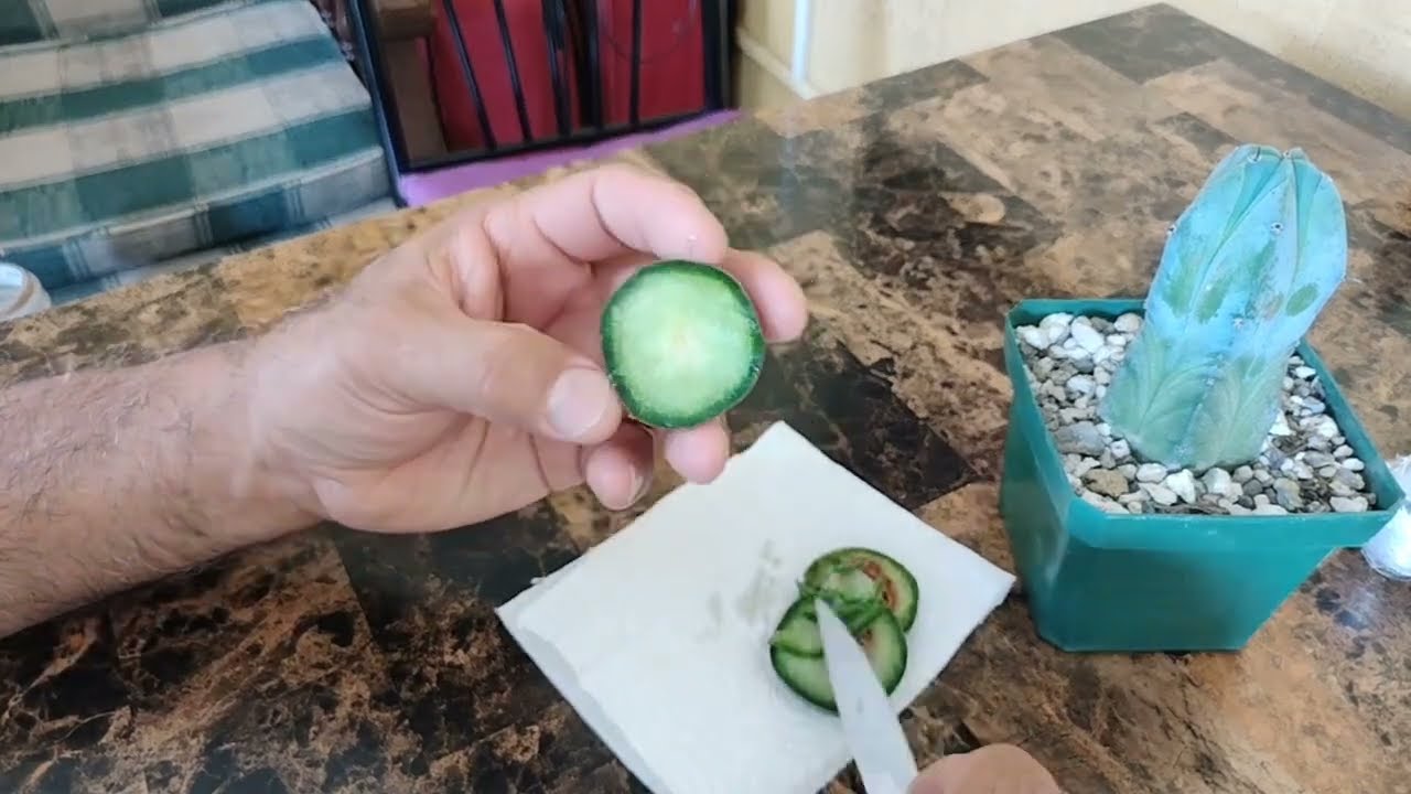 Como HACER un injerto de peyote o lophophora WILLIAMSII