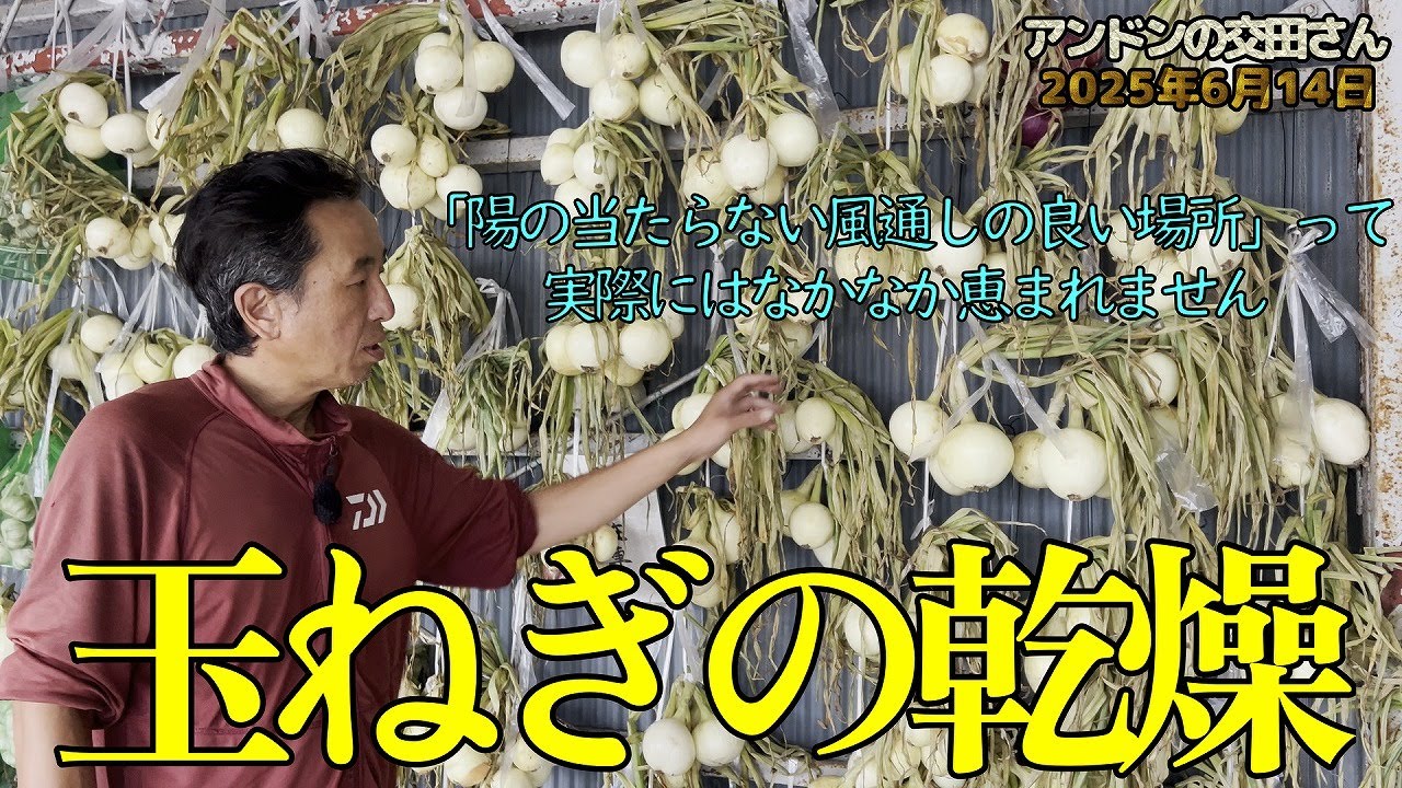 絶対にマルチの上に置いてはいけない、収穫後の玉ねぎ・にんにくの乾燥！  やっぱり屋外の吊りが最適だけどそんな場所は滅多にない！ 百姓農園さんの言う「拠点の重要性」は実感して分かる！ 2025/6/14