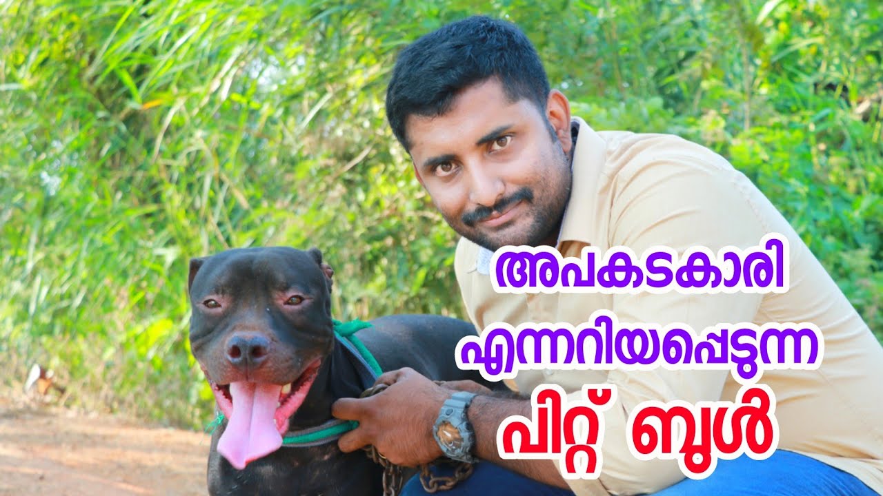 American pitbull terrier (APBT)[ ECO OWN MEDIA] Thrissur adatt