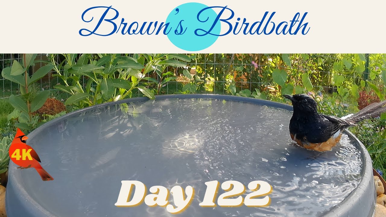 Brown's Birdbath Day 122 / ブラウンズ　バードバスDay 122 #whiteeye #メジロ #shama #アカハラシキチョウ #cardinal #コウカンチョウ