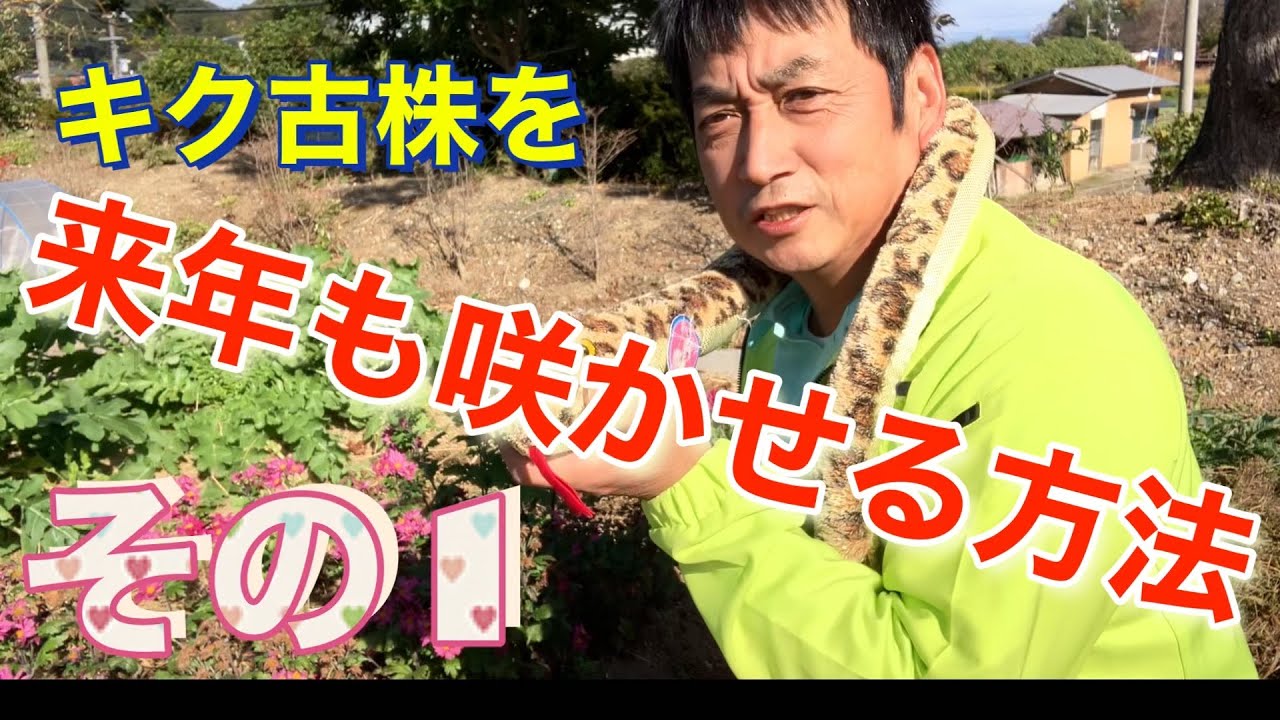 キク古株を来年も咲かせる方法　その１