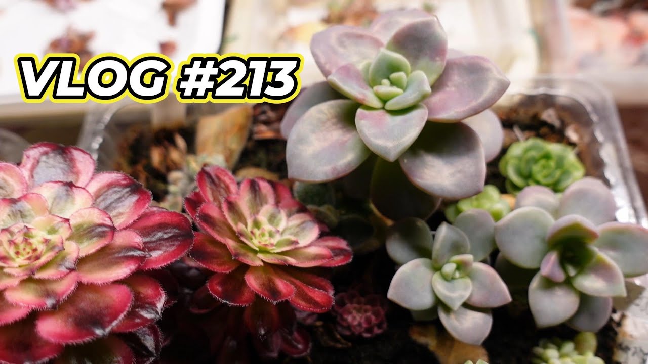 Easiest Way to Propagate Succulents From Leaves | VLOG #213 - Growing Succulents with LizK