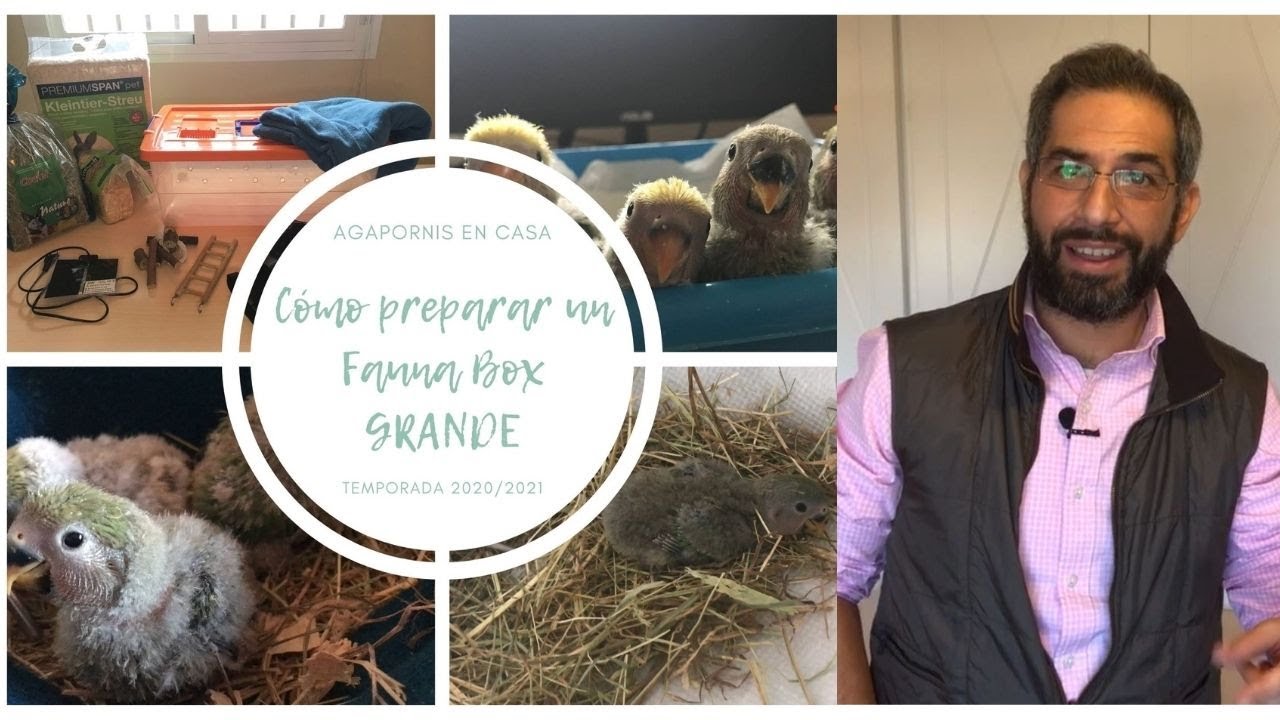 Cómo Preparar el Fauna Box. Temporada 2020/2021