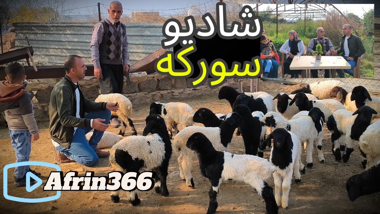 جولة ممتعه في شاديو و سوركه ناحية راجو- Gundê Şediya û Sorkê efrîn Reco
