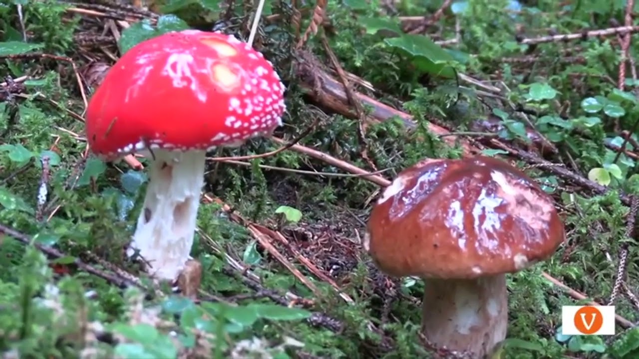 Con l'arrivo del freddo e l'inverno alle porte flora e fauna protagoniste nell'Oasi WWF a Valtrigona