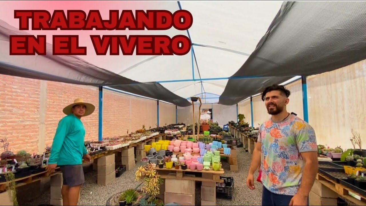 Protegiendo las suculentas y cactus del SOL ☀️ / vivero suculento