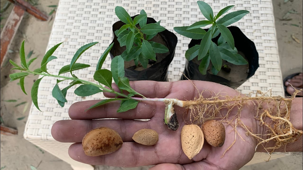 ازرع بذور اللوز بطريقة بسيطة🫘🌿شتلات وأشجار لوز بلدي حلو مجانًا👌فوائد مذهلة وشجرة زينة روعة🌱