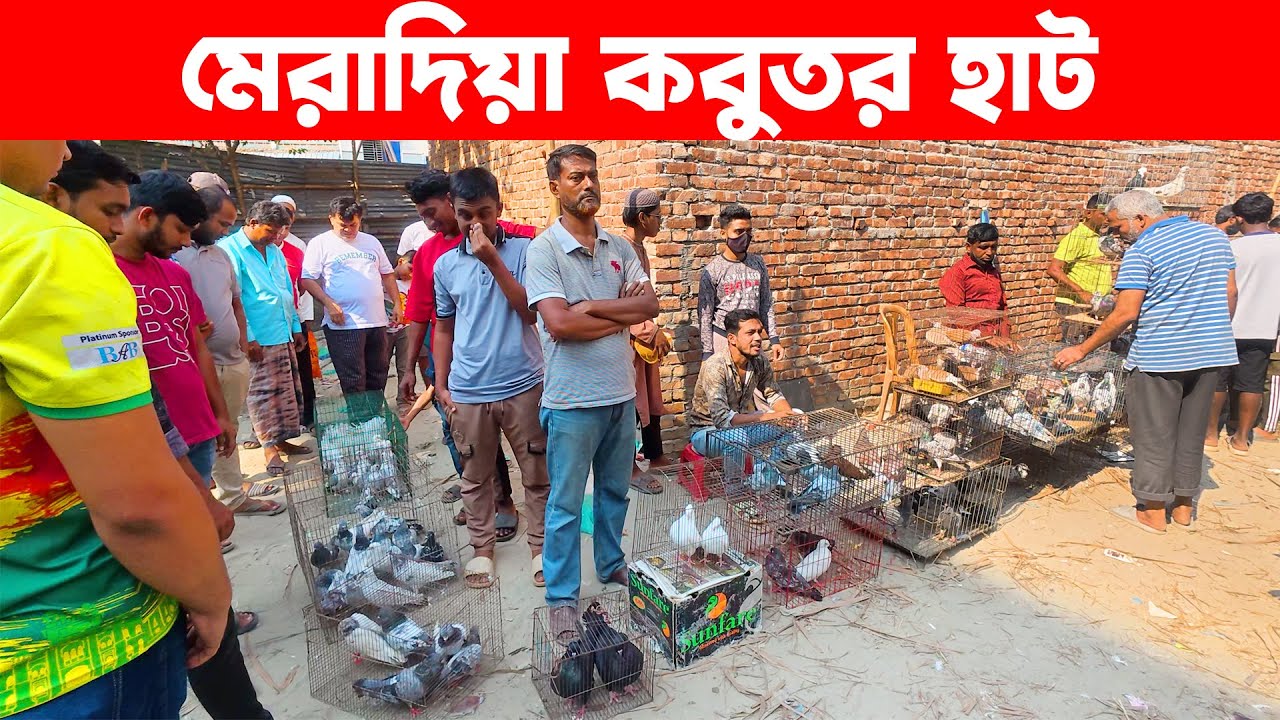 মেরাদিয়া কবুতর হাট ২৬-১১-২০২৫ | Kobutor hat | Pigeon Market in Bangladesh | Meradiya Kobutor hat