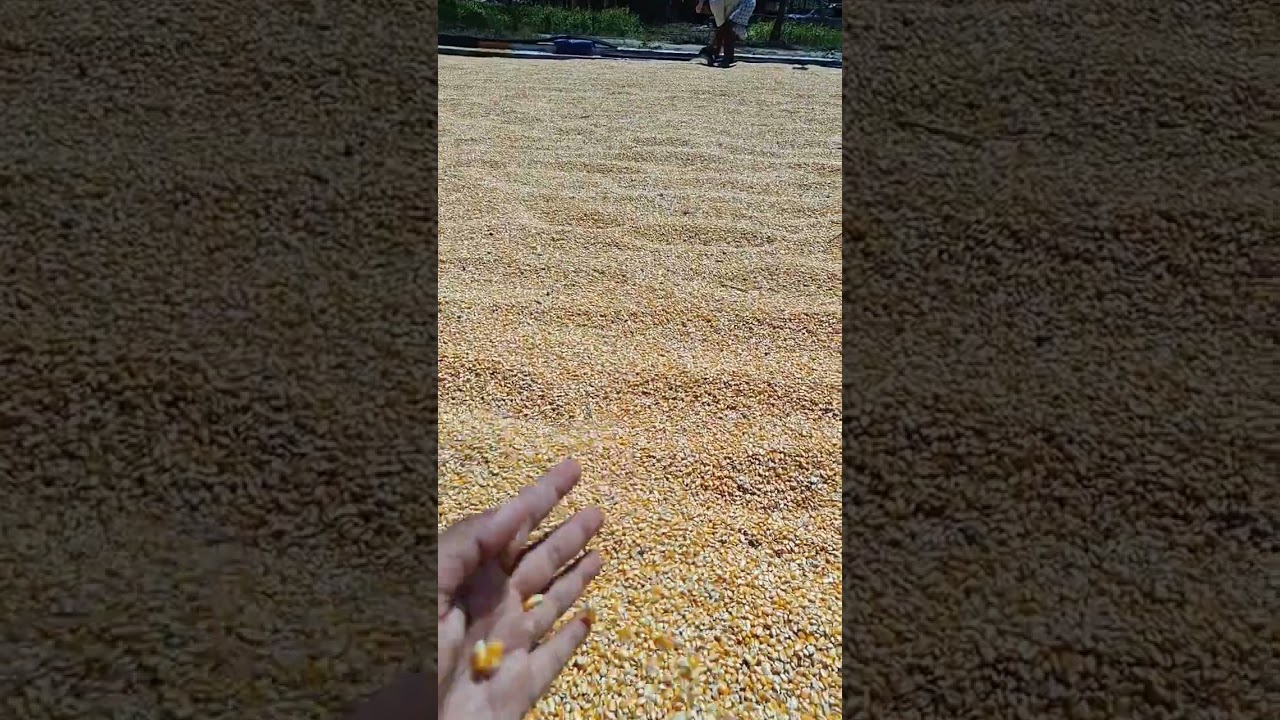 Yellow Maize Local Harvest