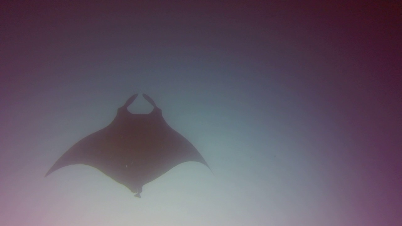 The Manta Named Stubby
