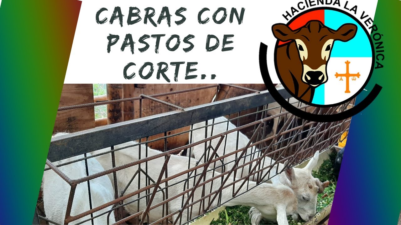 PASTOS DE CORTE CON CABRAS