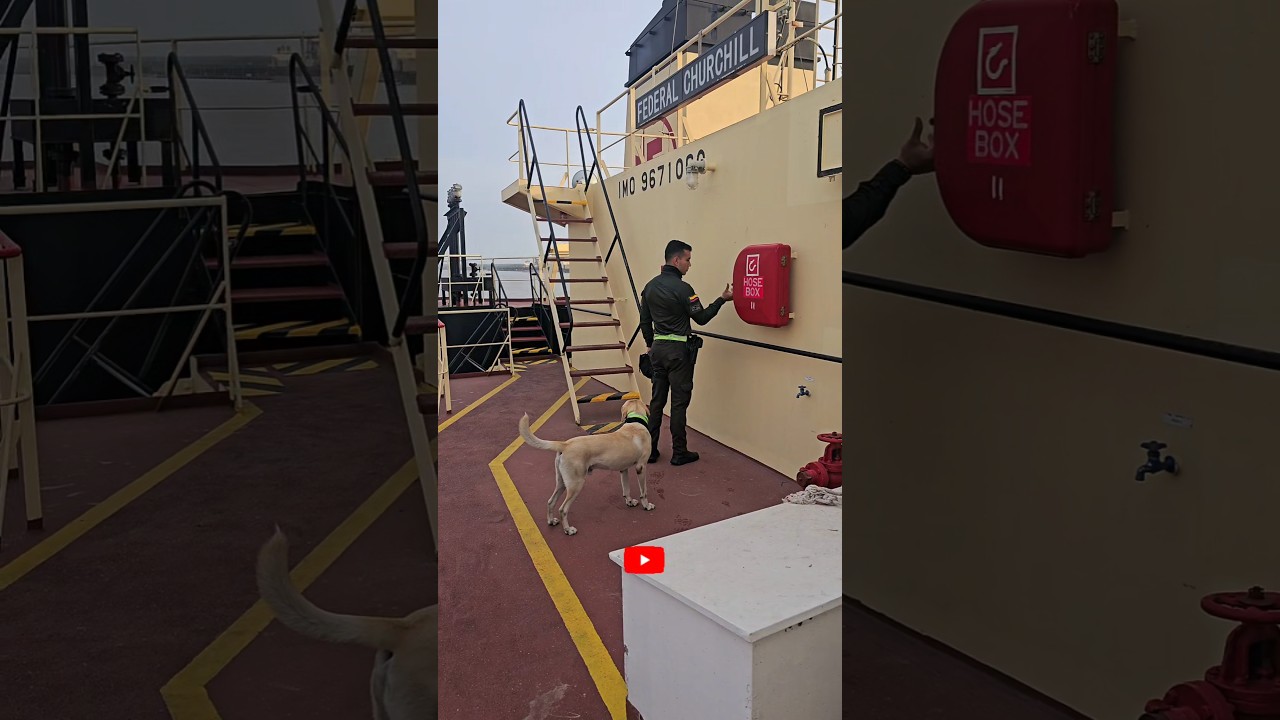 K9 Sniffer Dogs performing Anti Drugs Search on Ship - Federal Churchill #trending #viral #shorts