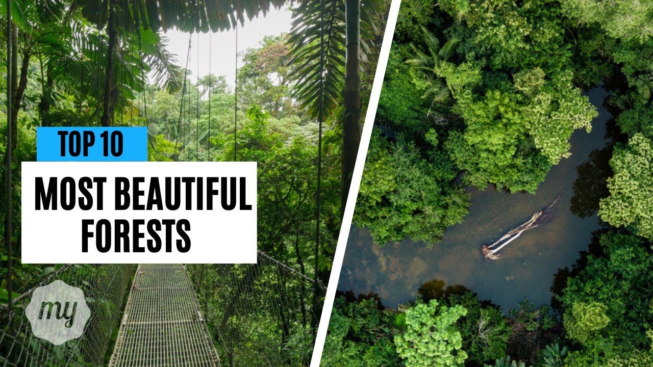 10 Most Beautiful Forests in the World
