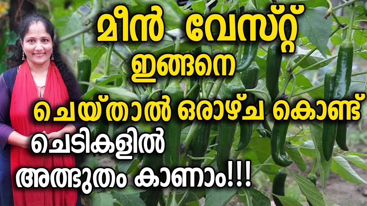 മീൻ വേസ്റ്റ് ഇങ്ങനെ ചെയ്താൽ ഒരാഴ്ച കൊണ്ട്  അത്ഭുതം കാണാം! | Secret Booster Fertilizer for Vegetables