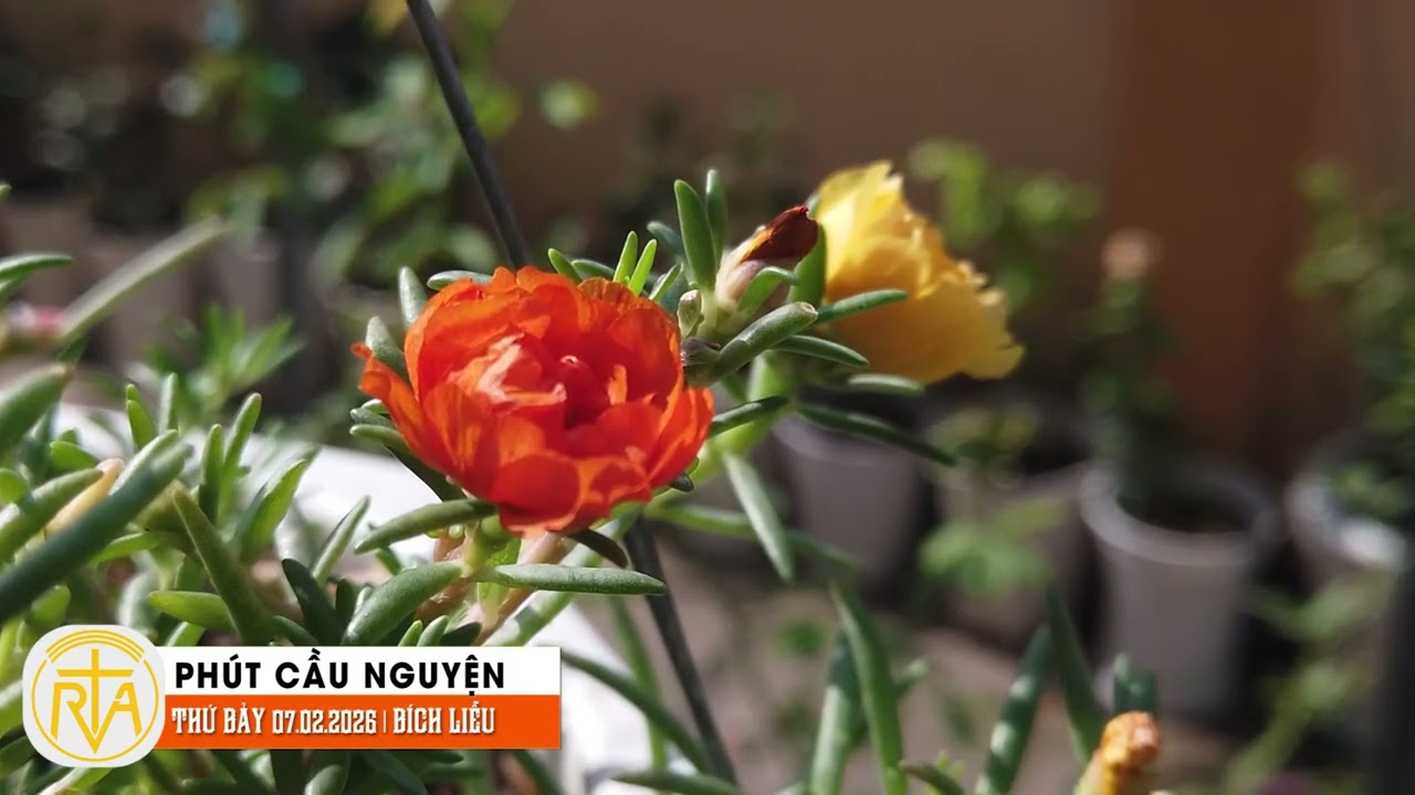 Phút Cầu Nguyện, Thứ Bảy 07/02/2026: Vết thương của bất công và ánh sáng người Kitô hữu