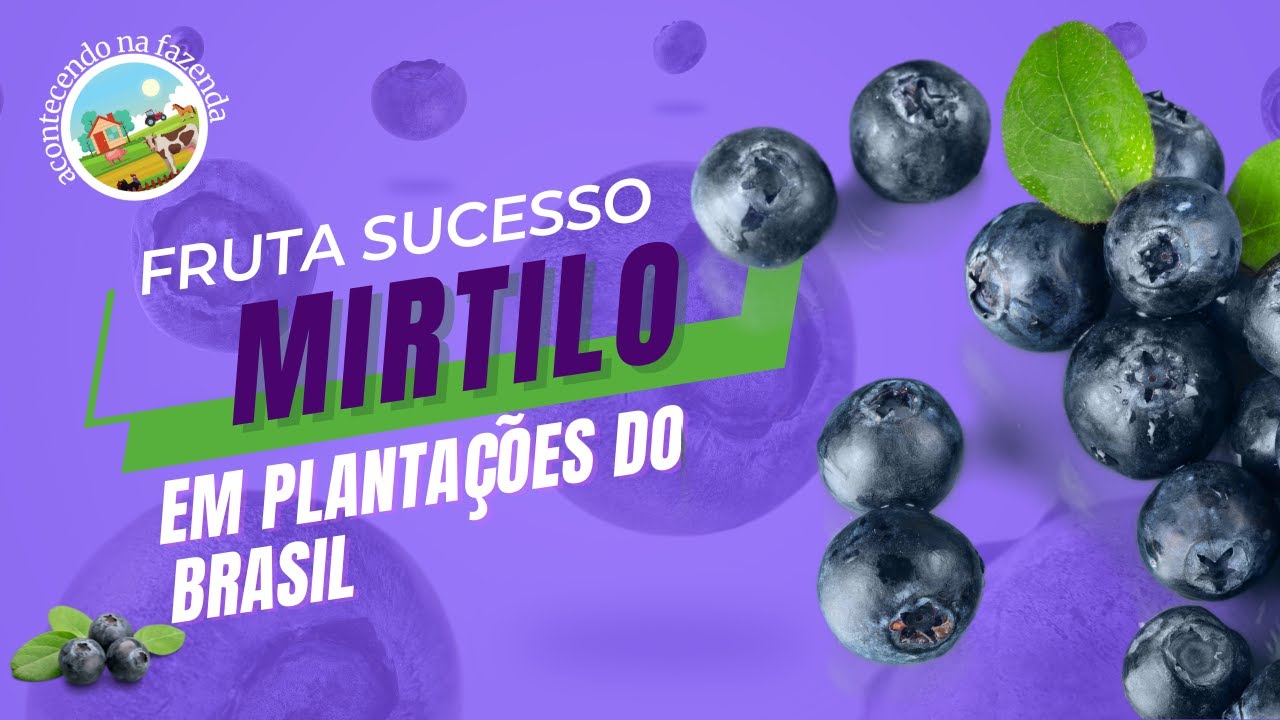 Mirtilo, fruta que tem sido um sucesso em plantações no Brasil!