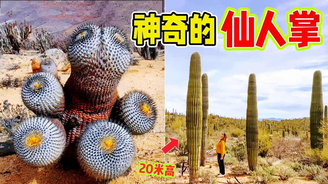 令人驚嘆的十種仙人掌，顛覆認知的怪異多肉植物，有比7層樓還高，能在火山岩漿中生長，還有能爬行的奇特仙人掌你見過嗎？#仙人掌 #多肉植物 #奇特 #植物 #top10 #世界之最 #科普 #百科密码