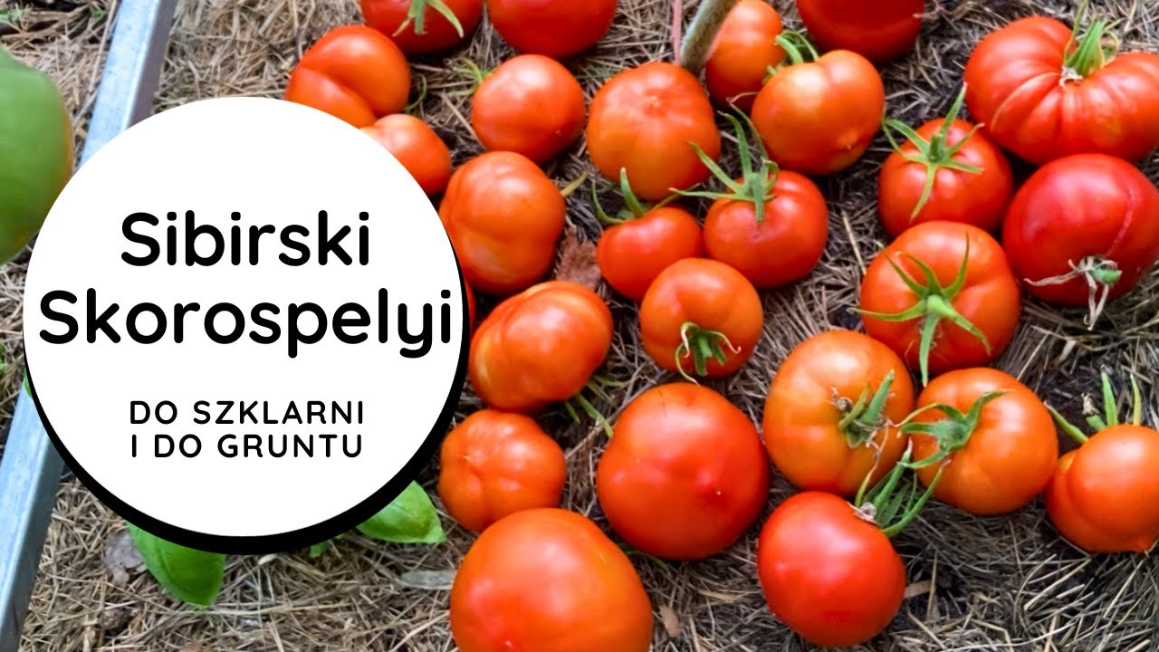 💪МЕГАУрожайный томат для ОЧЕНЬ сложных условий СТАРЫЙ СОРТА ранний, УСТОЙЧИВЫЙ, Сибирский Скоропелый