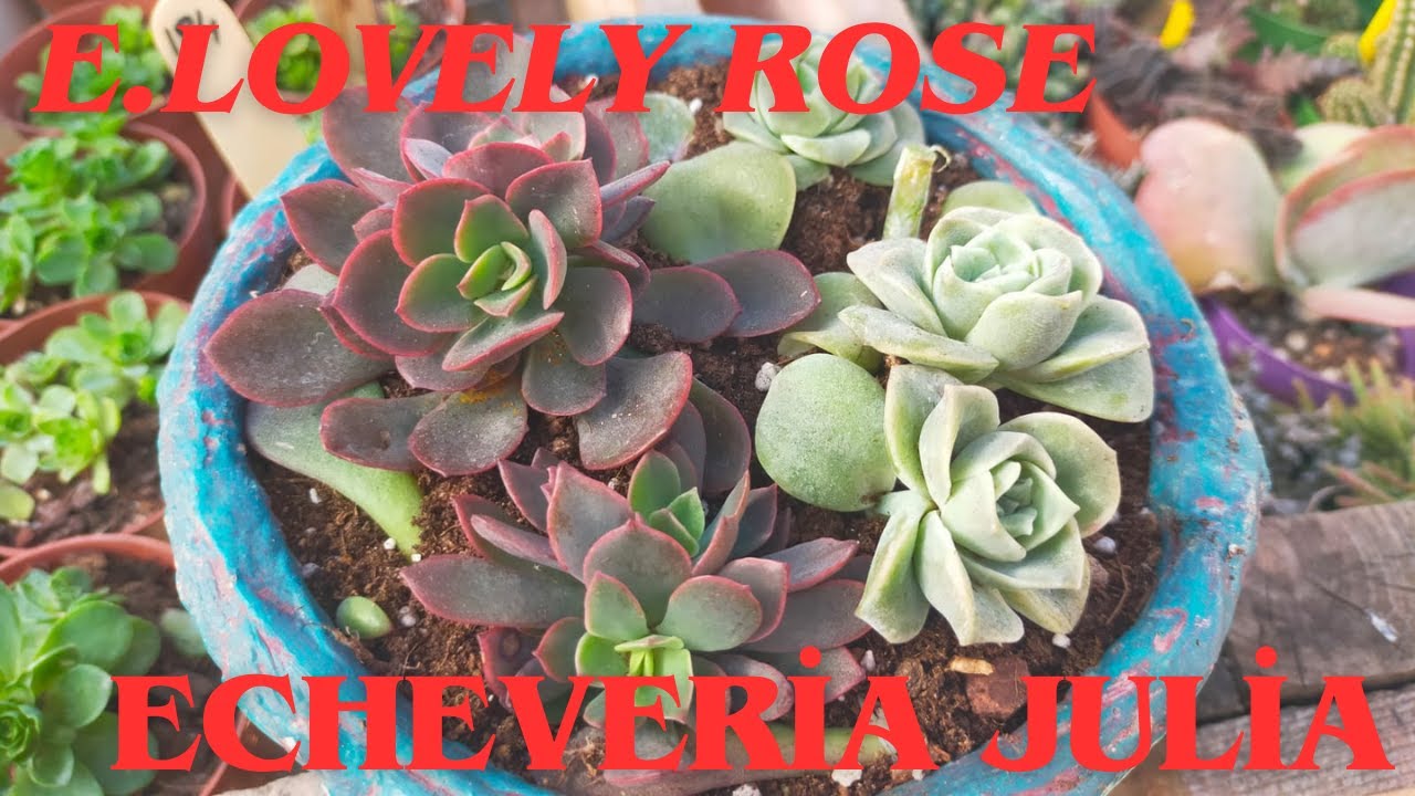 Echeveria Lovely Rose-Echeveria Julia Bakımı-Sukulent Arajman