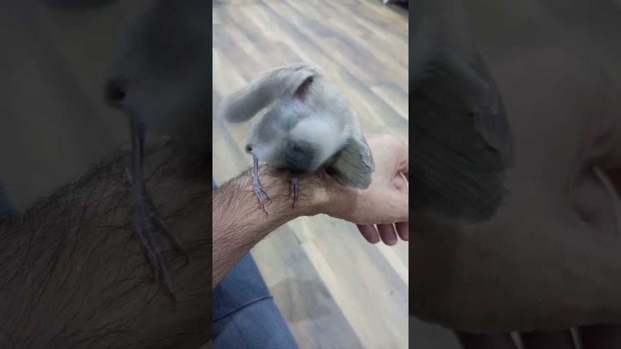 كل شكد نوكل افراخ البلبل افراخ بلابل شلون نحافض عليهه شنو زق افراخ البلبل غذاء صغار البلابل تشمي