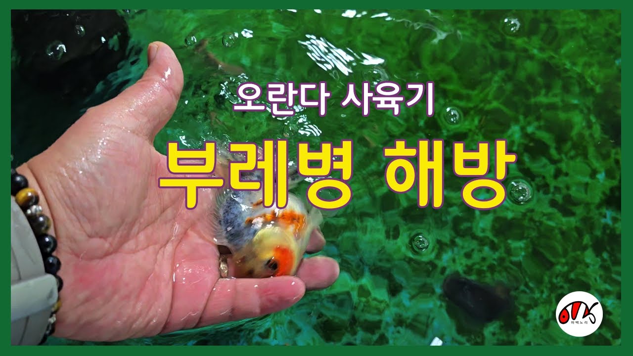 부레병 해방