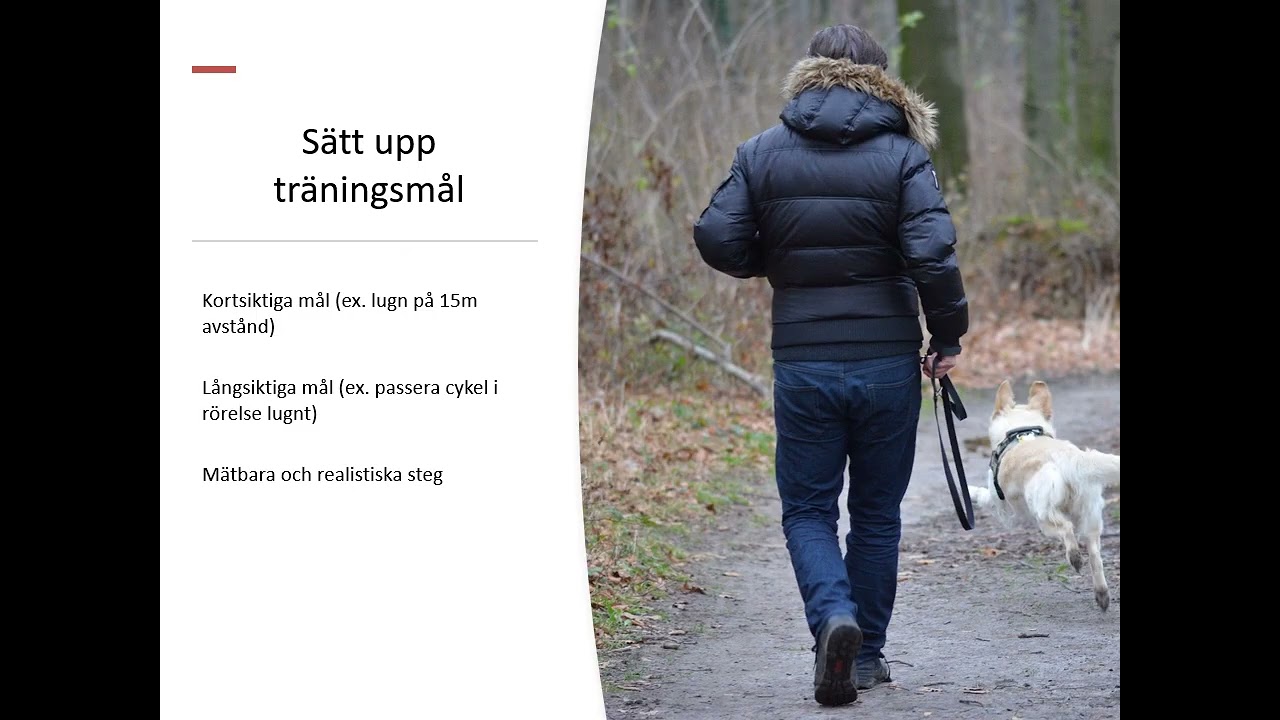 Att arbeta med en reaktiv hund