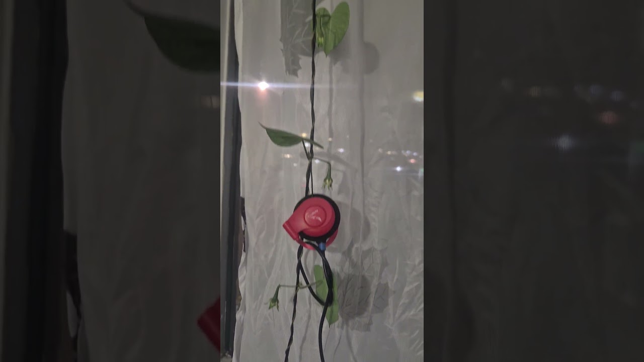 ​Cómo hice que mi planta llegara al techo en semanas (Hack de reciclaje).#youtube