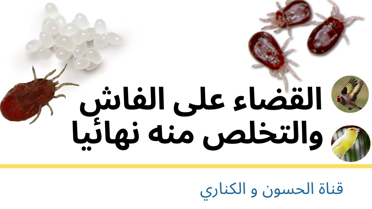 التخلص و القضاء نهائيا على الفاش