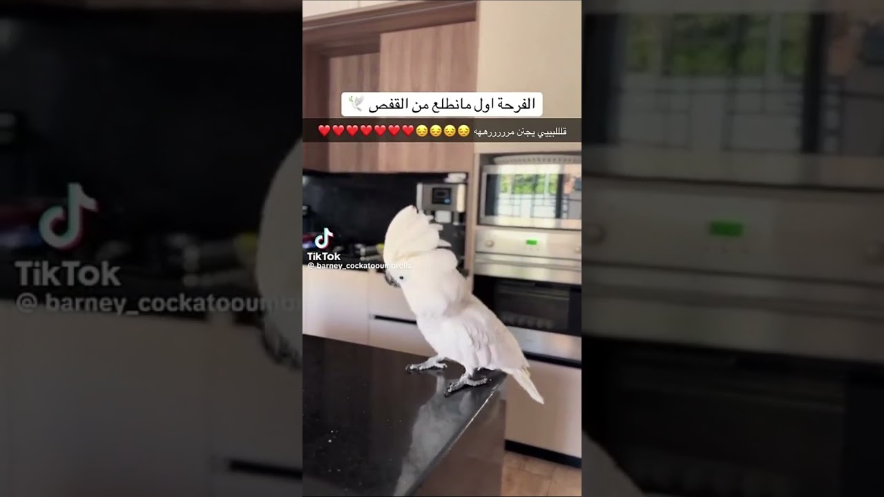 غناتي و دنى و دانه | توووي استنتووووعععب جاتني لحظظظة أدراك يجعلنننني فداااااه ماخلاه بخااااطرررري😂