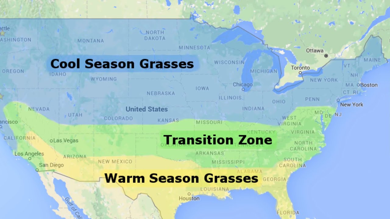 How To Pick The Right Grass