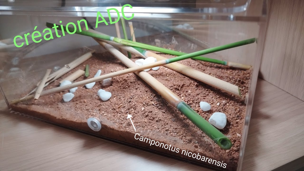 création aire de chasse fourmis Camponotus nicobarensis