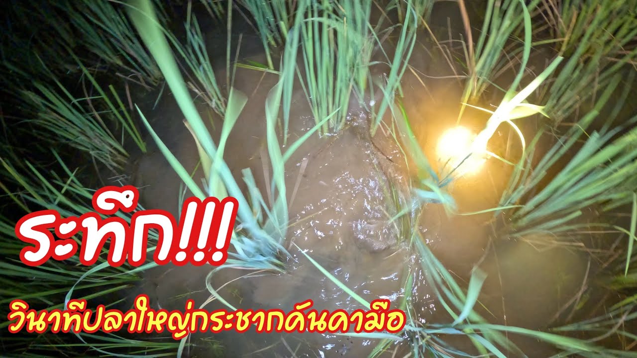 ระทึก!!วินาทีปลาใหญ่กระชากคันคามือ หานานเป็น10นาที จะถอดใจอยู่แล้วเดินกลับสะดุดคันพอดี มันใหญ่จริงๆ