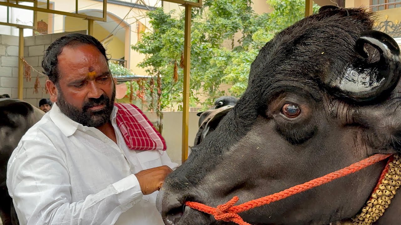Laddu Yadav Bahubali Bull Getting Ready For Sadar 2025 | Laddu Yadav Sadar 2025 #ladduyadavsadar2025