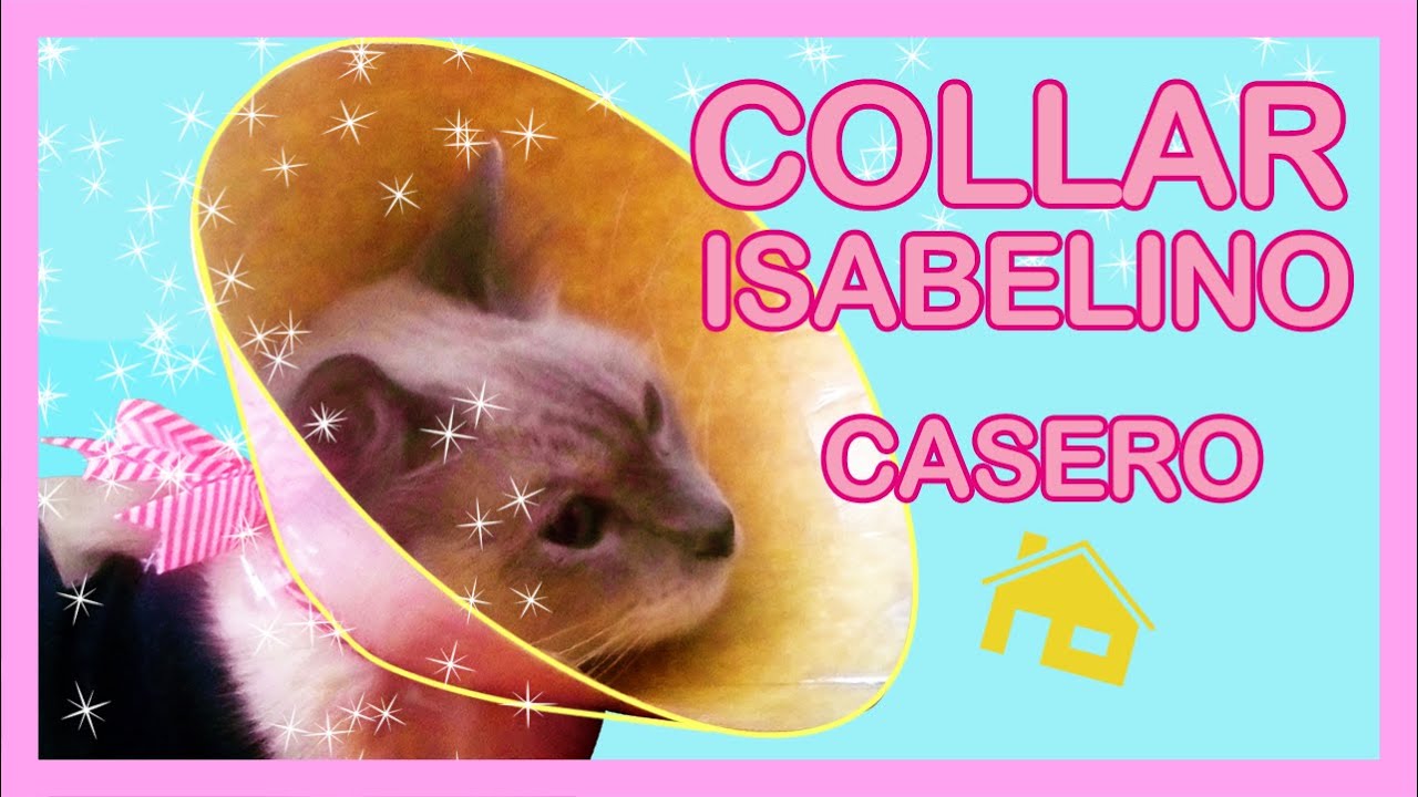 CÓMO HACER COLLAR ISABELINO PARA TU ENGREÍDO 🐈🐕. RÁPIDO Y FÁCIL | ISABELLINE NECKLACE 💖