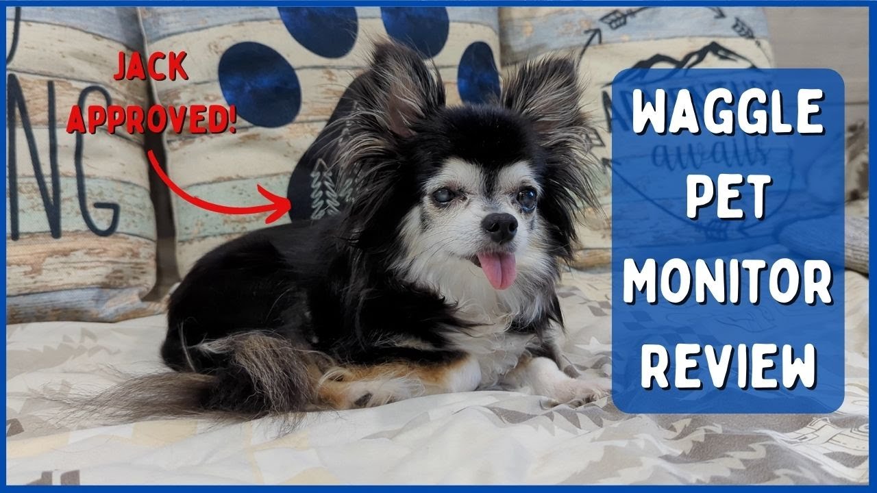 Pet Monitor for RVing 🐶 [Waggle Review]