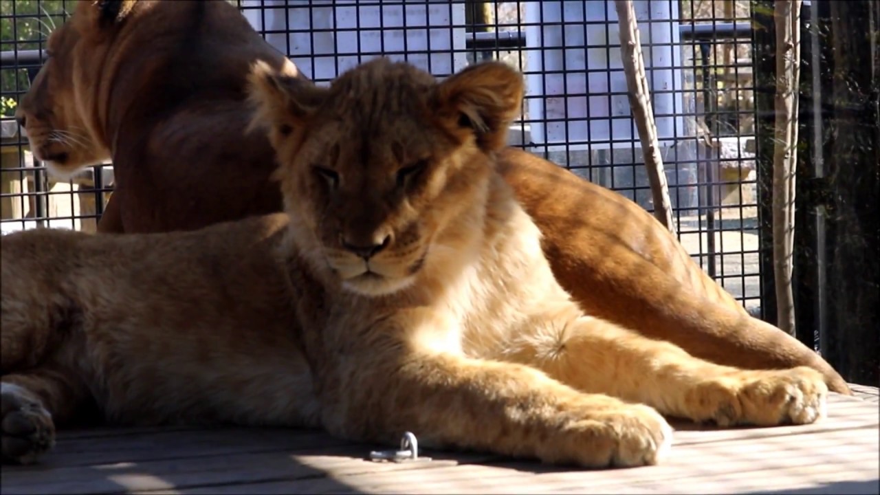 ライオンファミリー日向ぼっこ in 桐生が岡動物園