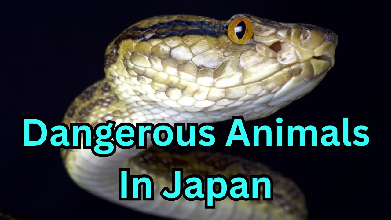 Dangerous Animals in Japan