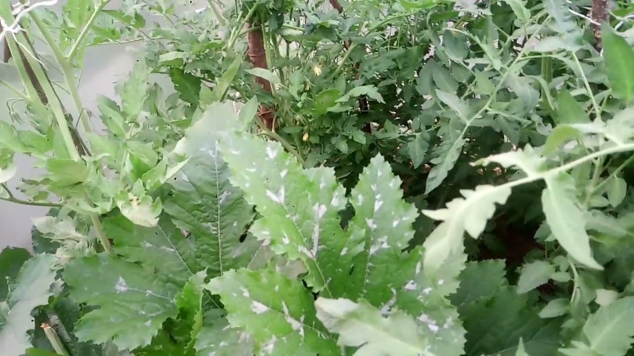 potager 2022 &ccedil;a pousse 🍓🍋🍏🍅🥕🍆🥔