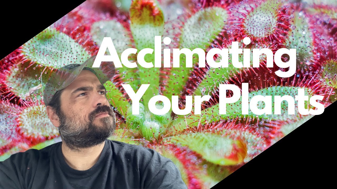 The BEST Way To Acclimate Your Plants (Cheap and Effective)