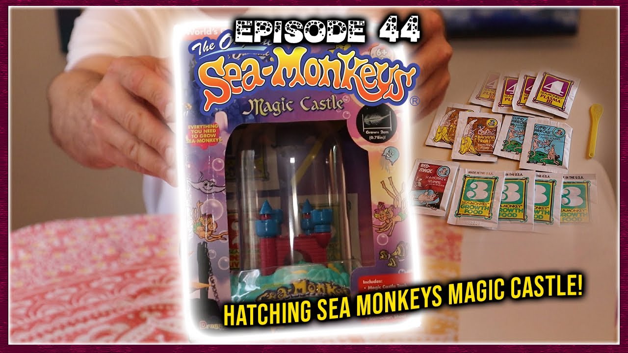 Hatching Sea Monkeys Magic Castle & Adding Packet #4 (Plasma) To My 412 Day Old Sea Monkeys!